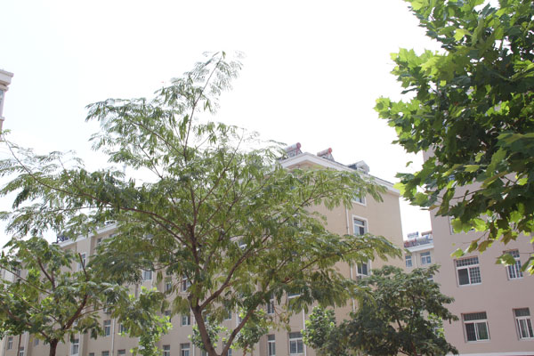 濱海城市經典小區(qū)院內實拍2